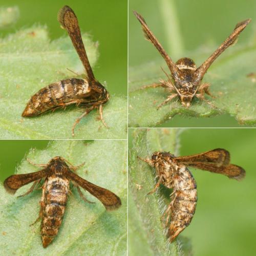 Tinthia tineiformis